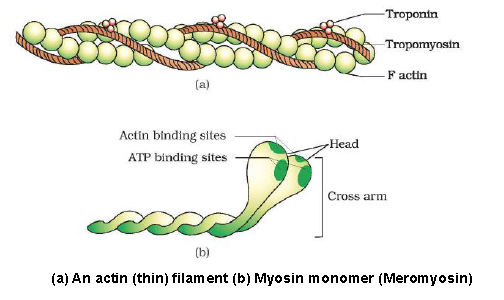 CBSE Class 11 Biology Locomotion and Movement Revision Notes Concepts